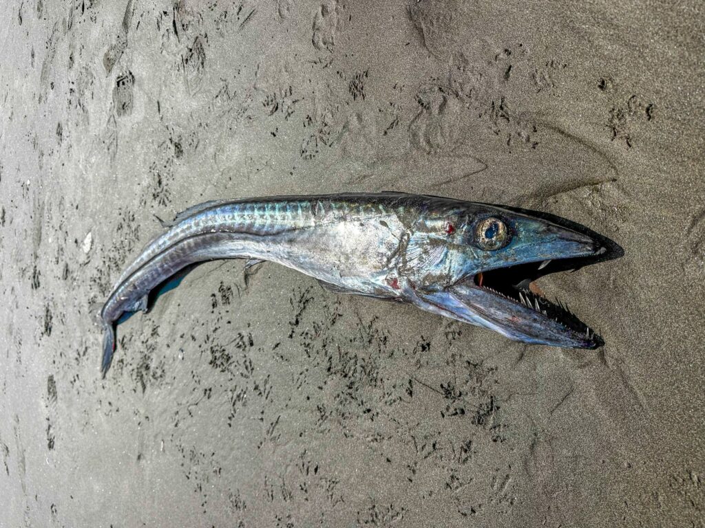 A rare 5ft longnose lancetfish with fang-like teeth washed up on Seaside Beach, Oregon, revealing a stomach full of squid, octopus and fish from the ocean’s Twilight Zone.