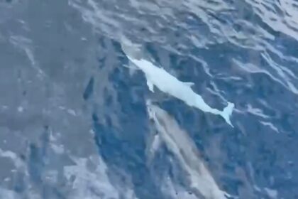 A rare white albino dolphin was spotted near Taiwan’s Wushi Harbour, stunning tourists and sparking joy online, with experts noting the growing population in the region.