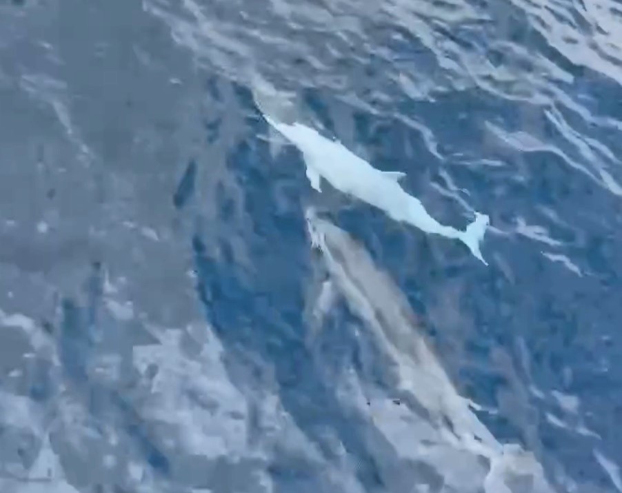 A rare white albino dolphin was spotted near Taiwan’s Wushi Harbour, stunning tourists and sparking joy online, with experts noting the growing population in the region.