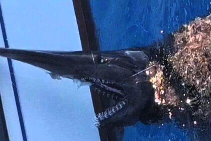 A rare goblin shark stunned fishermen off Gran Canaria as they captured the deep sea creature on video before identifying it and releasing it safely back into the ocean.