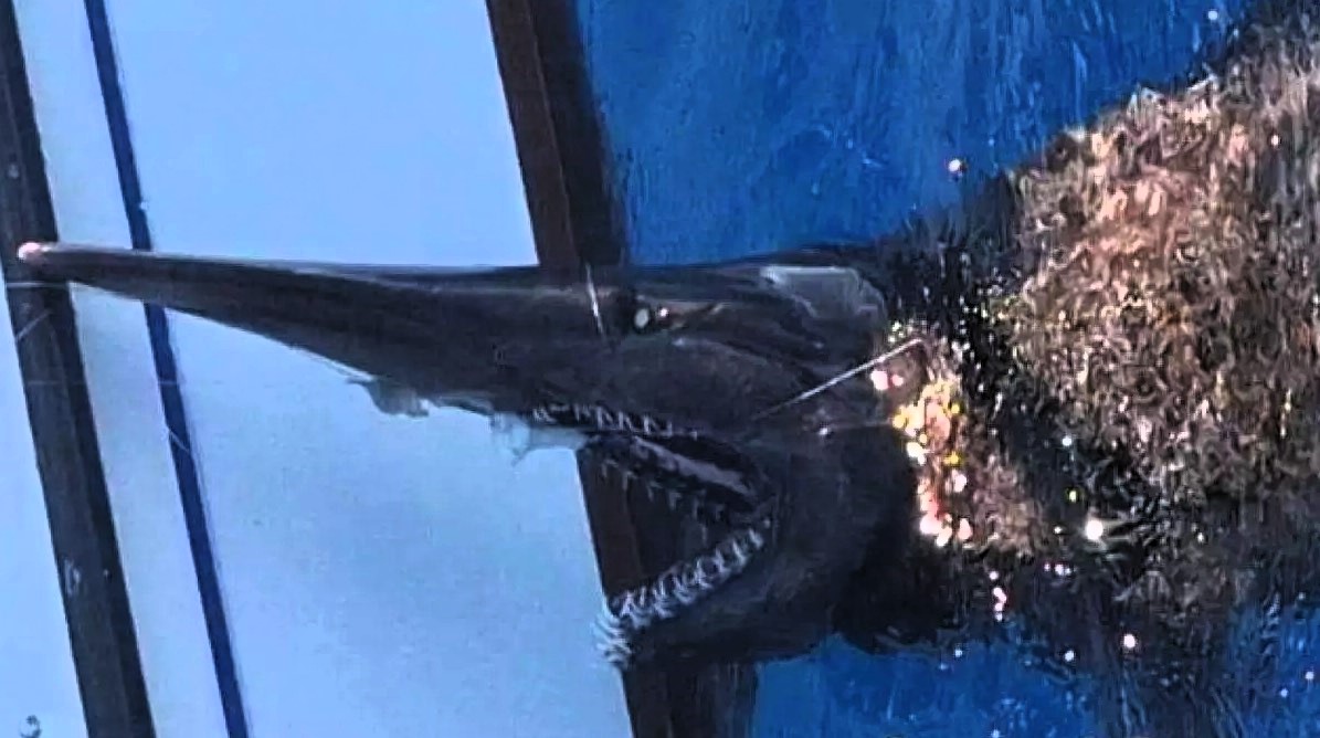 A rare goblin shark stunned fishermen off Gran Canaria as they captured the deep sea creature on video before identifying it and releasing it safely back into the ocean.
