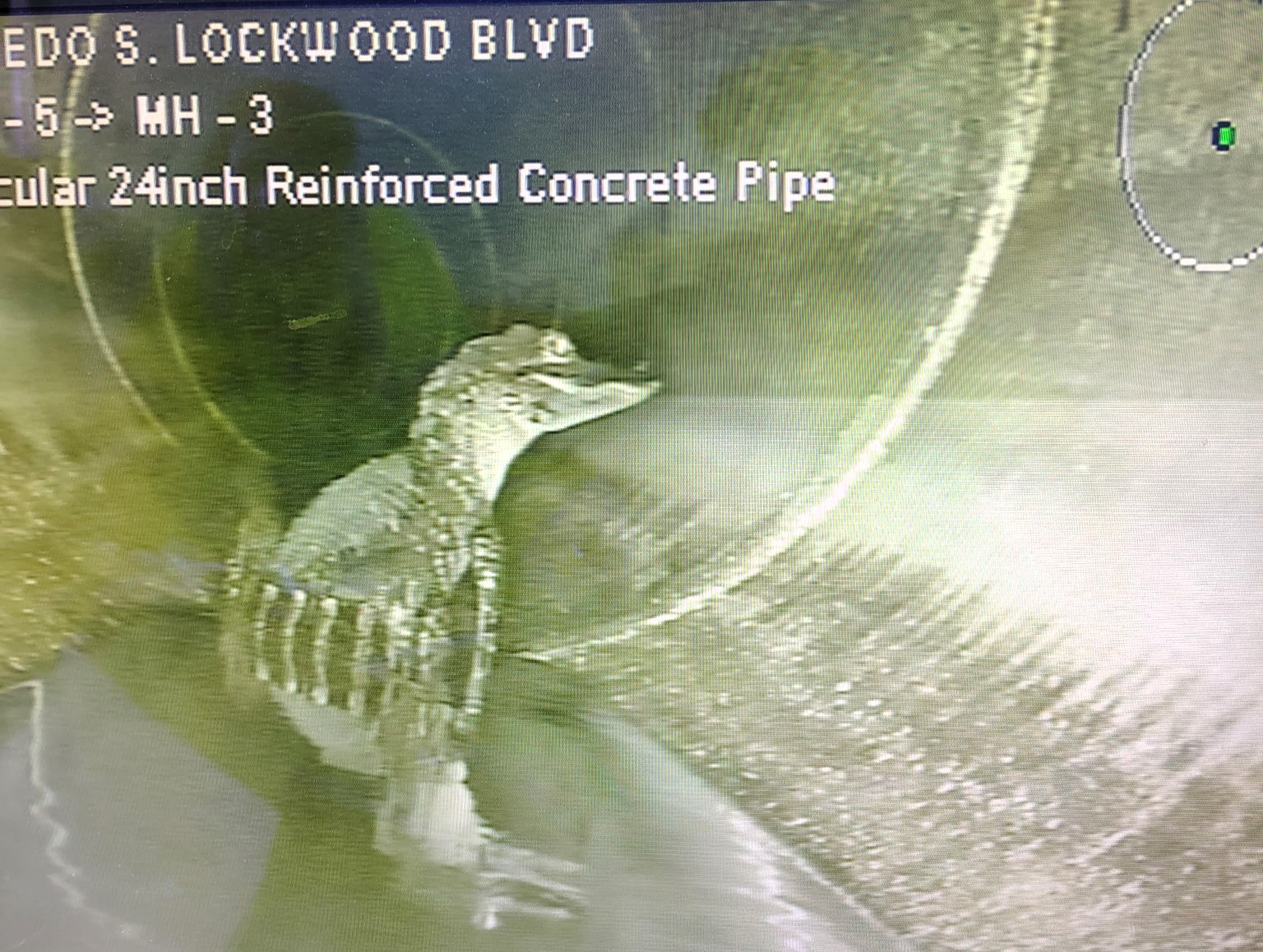 An alligator was spotted relaxing in a Florida storm pipe during a routine inspection - delighting locals who joked the smiling gator was back on the job again.
