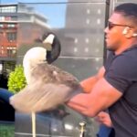 Boxing champ Anthony Joshua melted hearts after rescuing a lost goose in Manchester - gently reuniting it with its family by the canal in a sweet, unexpected moment.