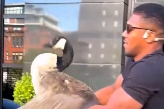 Boxing champ Anthony Joshua melted hearts after rescuing a lost goose in Manchester - gently reuniting it with its family by the canal in a sweet, unexpected moment.
