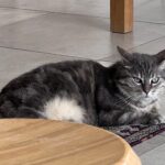 A Covent Garden job ad offering £65 an hour to care for a pampered cat has gone viral, with quirky duties like playing classical music and shopping at Harrods.