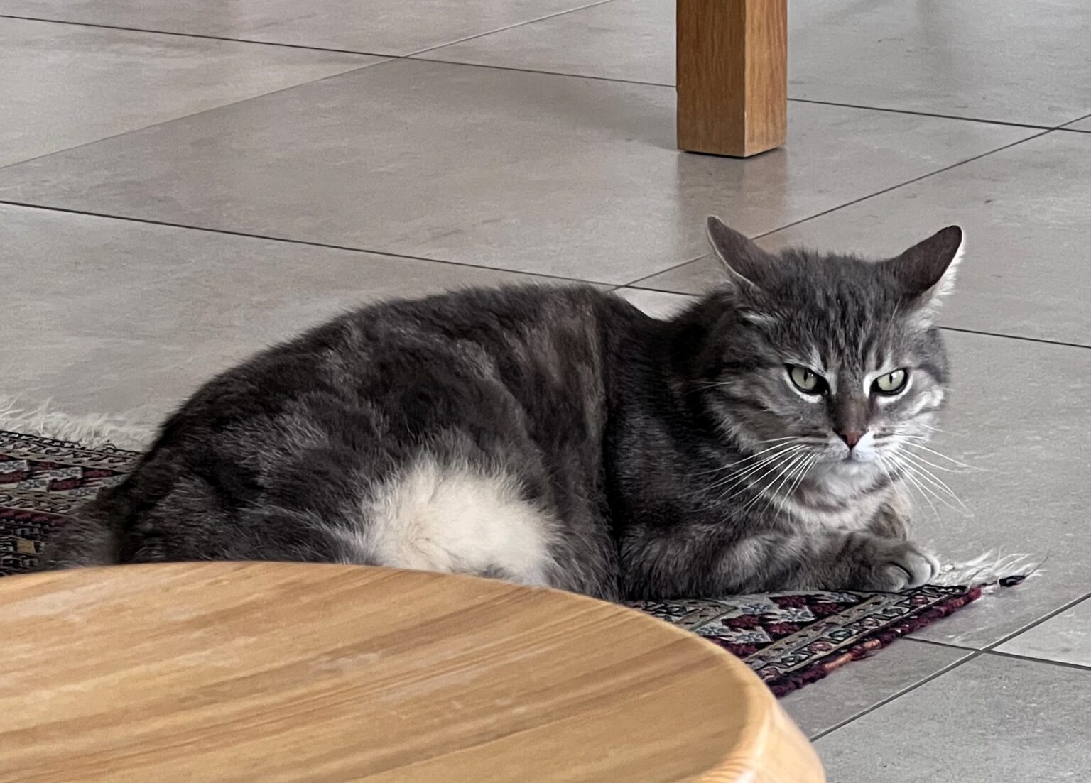A Covent Garden job ad offering £65 an hour to care for a pampered cat has gone viral, with quirky duties like playing classical music and shopping at Harrods.