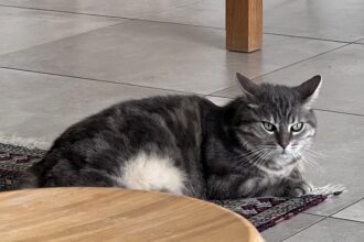 A Covent Garden job ad offering £65 an hour to care for a pampered cat has gone viral, with quirky duties like playing classical music and shopping at Harrods.