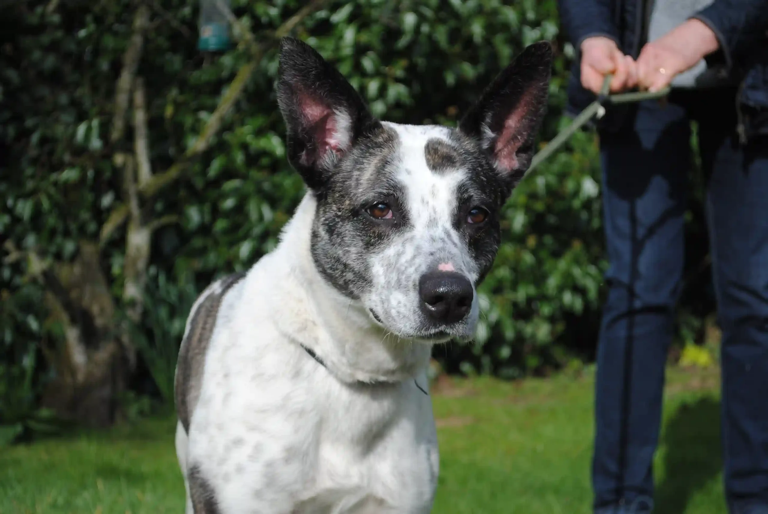 Britain’s saddest dog who spent life in cage too small to stand still ...