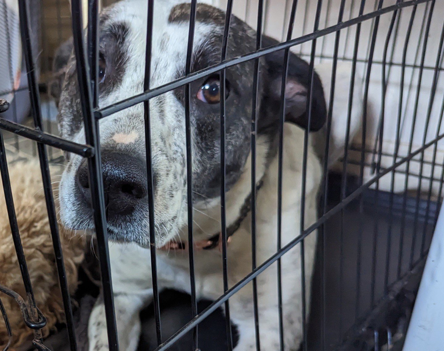 Britain’s saddest dog who spent life in cage too small to stand still ...