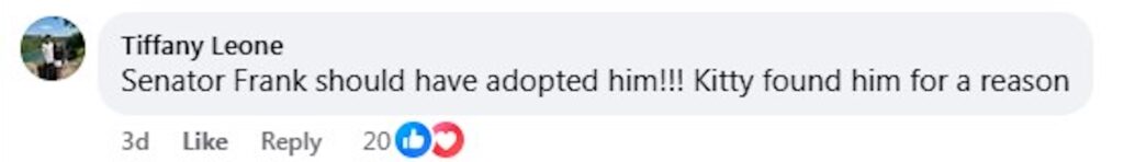 Social media comment on the post of Senator Frank Farry found a meowing cat under his car bonnet in Pennsylvania - rescued safely by animal control and taken to a shelter, leaving locals purring with joy.