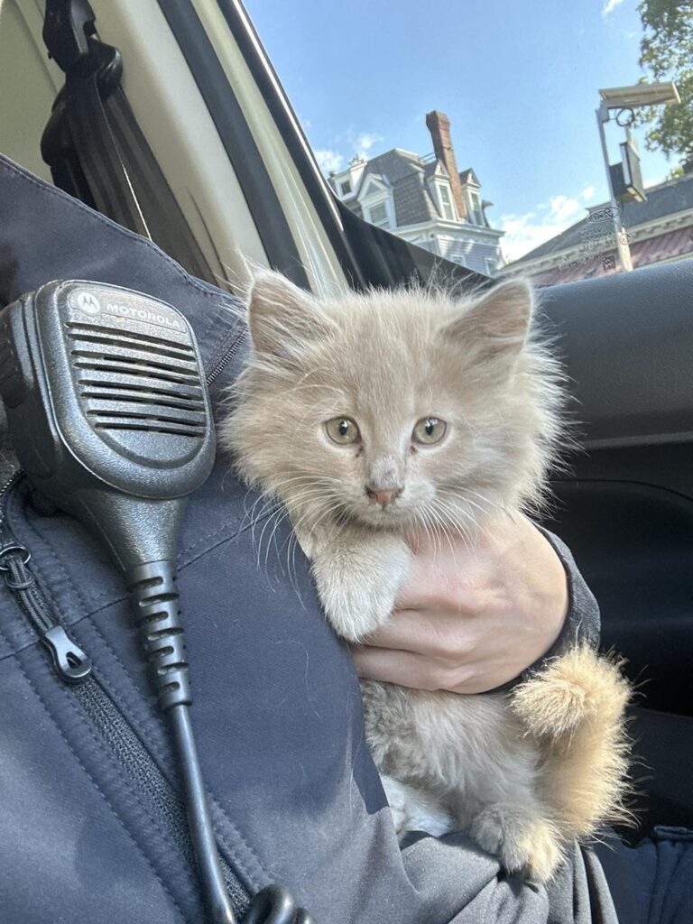 Senator Frank Farry found a meowing cat under his car bonnet in Pennsylvania - rescued safely by animal control and taken to a shelter, leaving locals purring with joy.