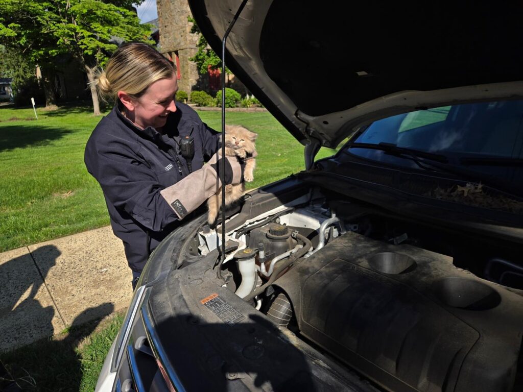 Senator Frank Farry found a meowing cat under his car bonnet in Pennsylvania - rescued safely by animal control and taken to a shelter, leaving locals purring with joy.