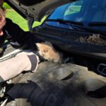 Senator Frank Farry found a meowing cat under his car bonnet in Pennsylvania - rescued safely by animal control and taken to a shelter, leaving locals purring with joy.