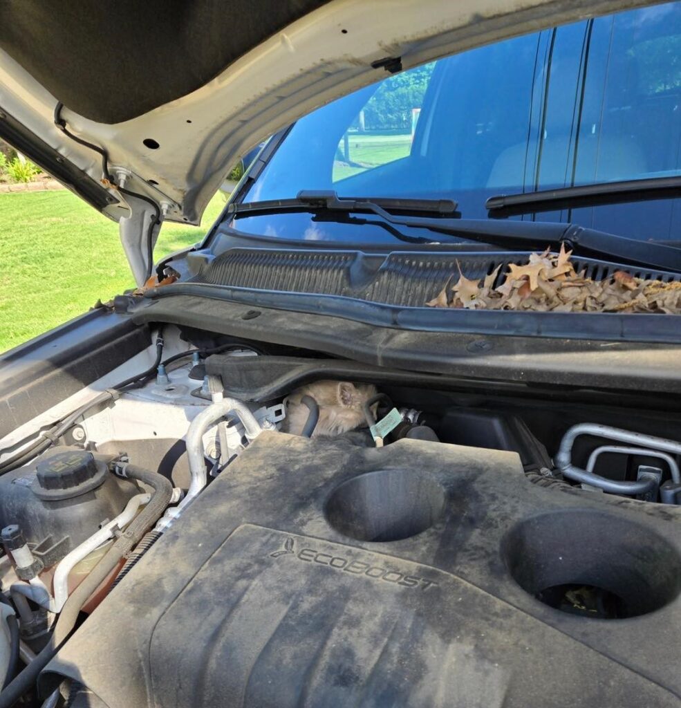 Senator Frank Farry found a meowing cat under his car bonnet in Pennsylvania - rescued safely by animal control and taken to a shelter, leaving locals purring with joy.
