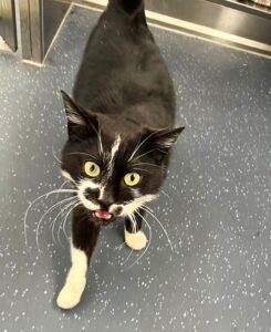 Cat missing for year reunited with owner after 1,200-mile journey ...