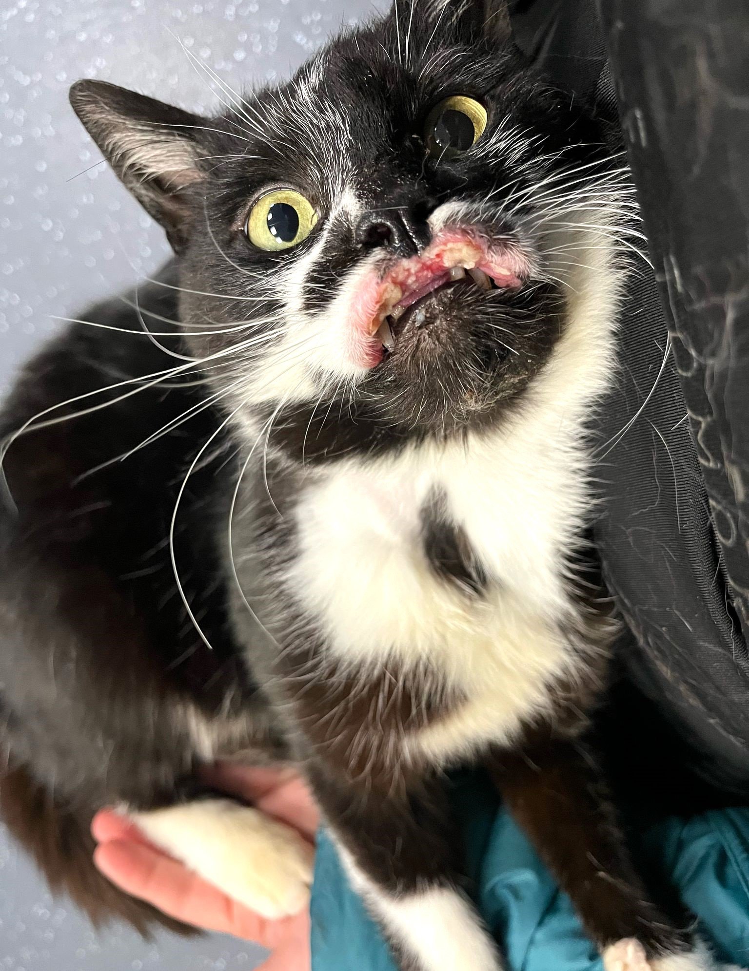 Cat missing for year reunited with owner after 1,200-mile journey ...
