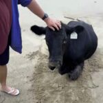 A cow survived being swept 70km by a flash flood to wash up on an Australian beach - rescued thanks to a kind passerby who stayed by its side until help arrived.