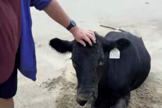 A cow survived being swept 70km by a flash flood to wash up on an Australian beach - rescued thanks to a kind passerby who stayed by its side until help arrived.