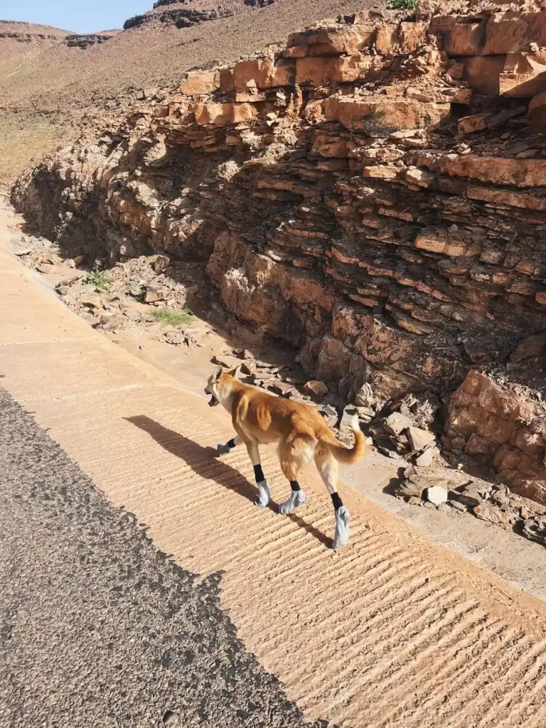 A stray dog ran 100km alongside two cyclists in Morocco and won their hearts. Four months and £1,500 later, Hara the dog has joined them for a new life in the UK.