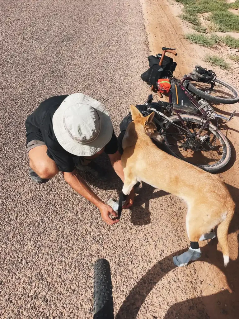A stray dog ran 100km alongside two cyclists in Morocco and won their hearts. Four months and £1,500 later, Hara the dog has joined them for a new life in the UK.