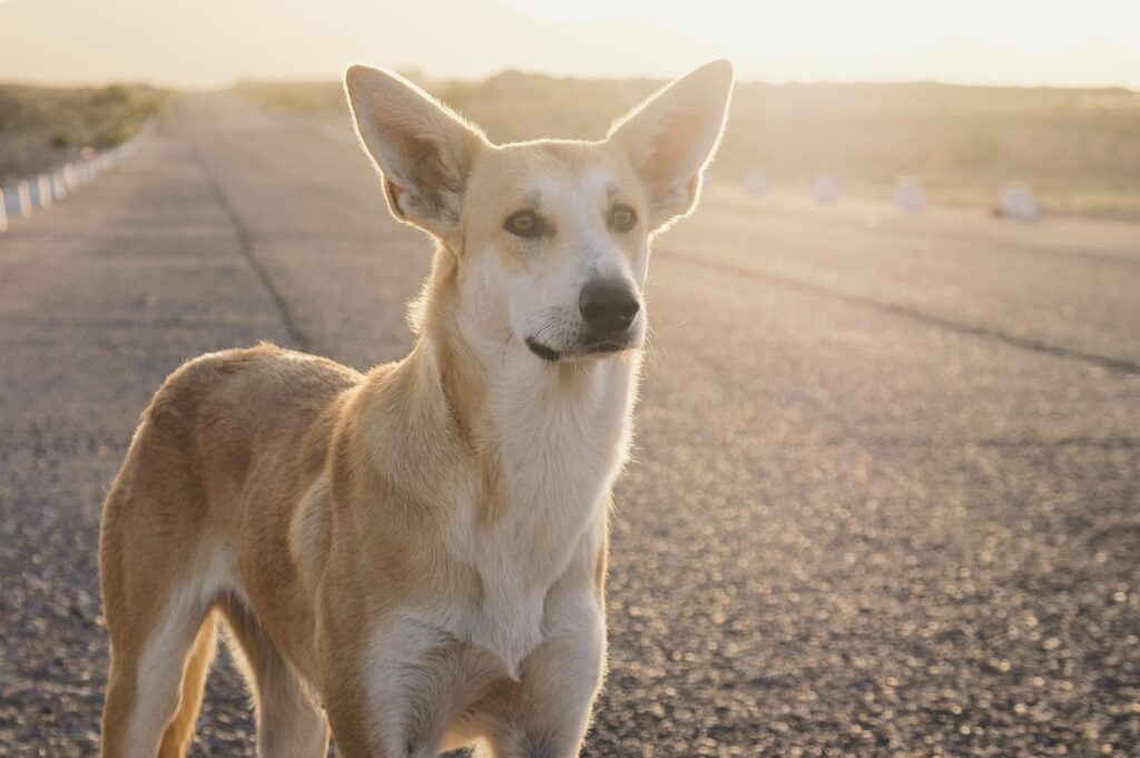 A stray dog ran 100km alongside two cyclists in Morocco and won their hearts. Four months and £1,500 later, Hara the dog has joined them for a new life in the UK.