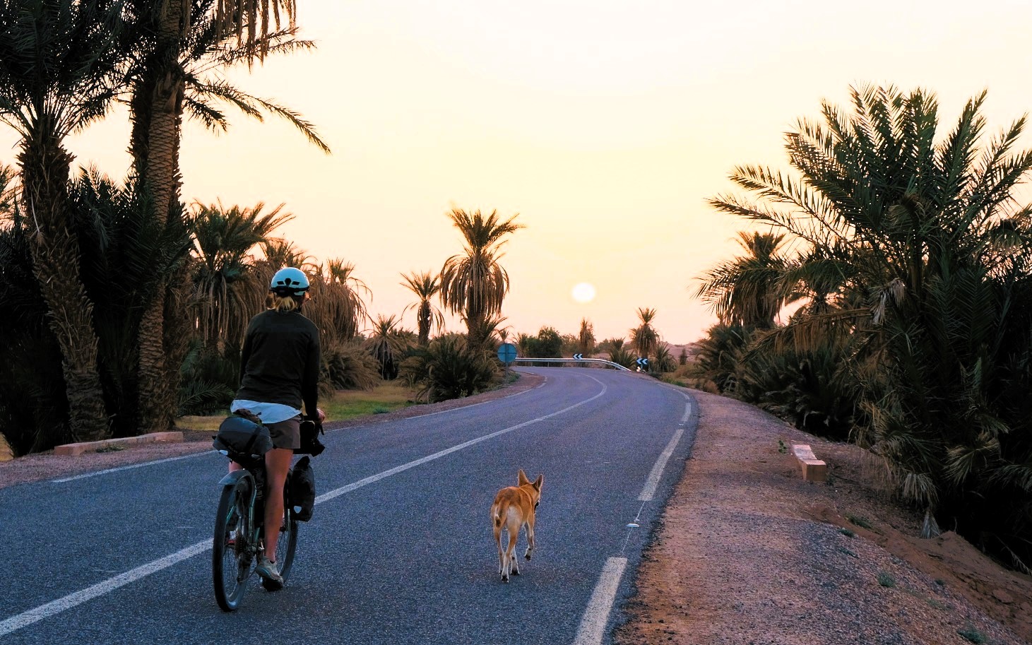 A stray dog ran 100km alongside two cyclists in Morocco and won their hearts. Four months and £1,500 later, Hara the dog has joined them for a new life in the UK.