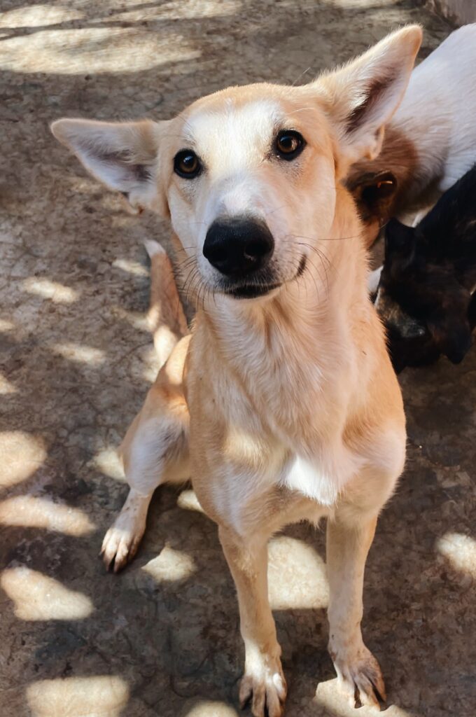A stray dog ran 100km alongside two cyclists in Morocco and won their hearts. Four months and £1,500 later, Hara the dog has joined them for a new life in the UK.