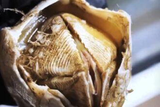 Deep sea fisherman Roman Fedortsov reveals bizarre and alien-like ocean creatures, from lumpfish to blobfish, offering a rare glimpse into the ocean’s strangest species.