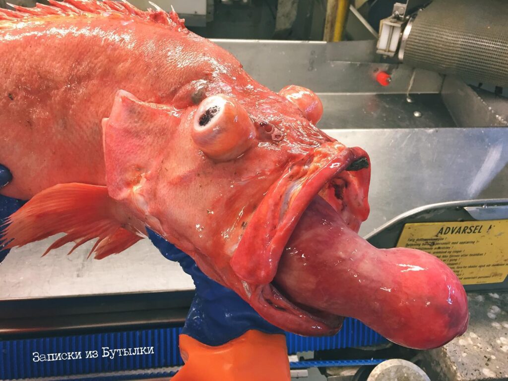 Deep sea fisherman Roman Fedortsov reveals bizarre and alien-like ocean creatures, from lumpfish to blobfish, offering a rare glimpse into the ocean’s strangest species.