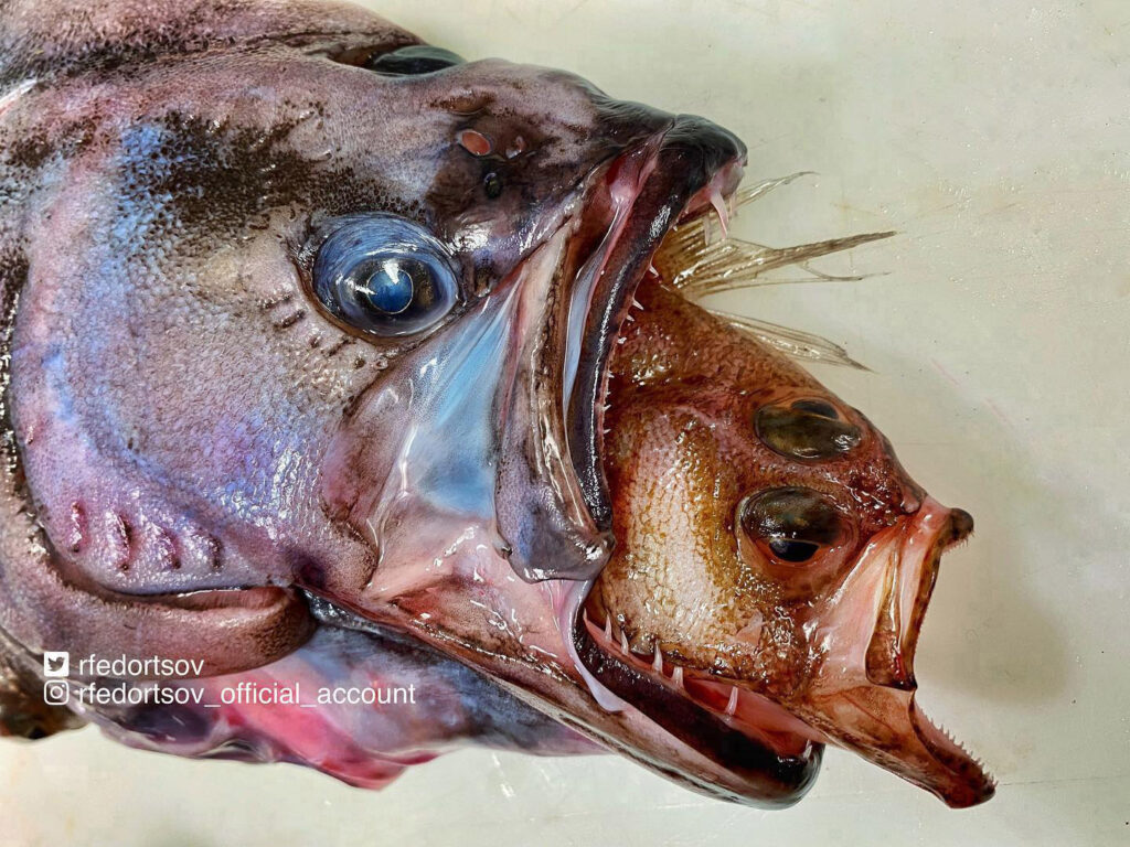 Deep sea fisherman Roman Fedortsov reveals bizarre and alien-like ocean creatures, from lumpfish to blobfish, offering a rare glimpse into the ocean’s strangest species.
