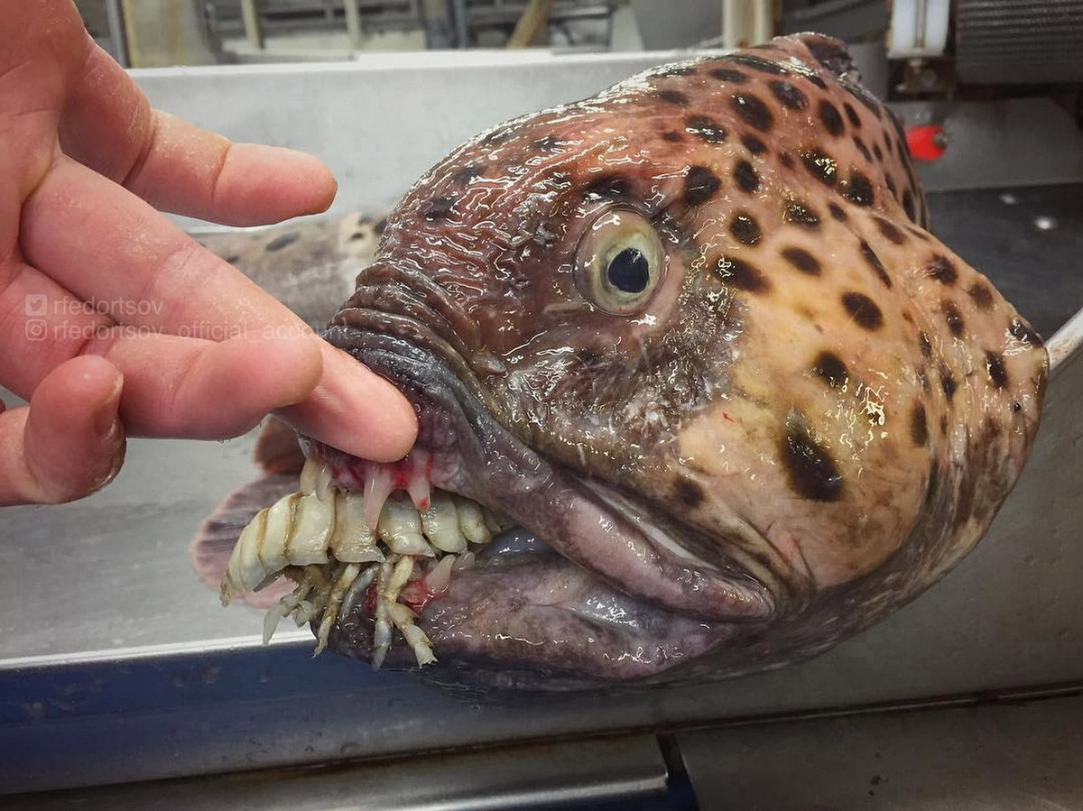 Deep Sea Fisherman Finds Bizarre Creature With Nsfw Look What S The Jam
