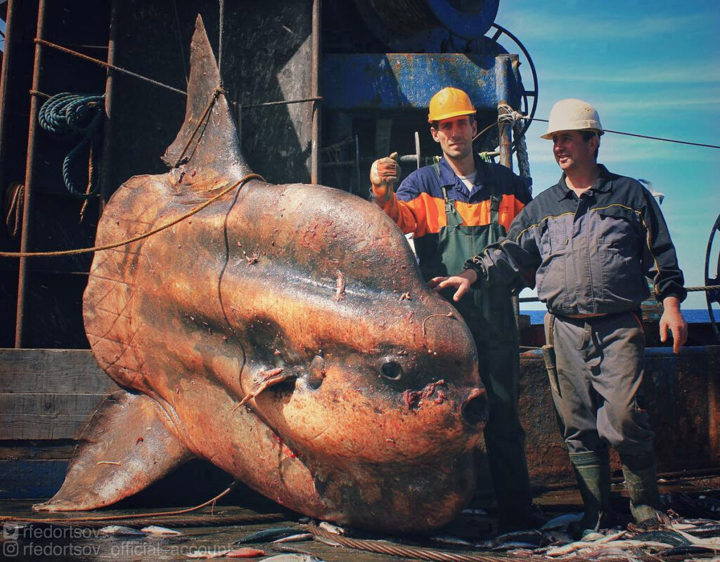 Deep sea fisherman Roman Fedortsov reveals bizarre and alien-like ocean creatures, from lumpfish to blobfish, offering a rare glimpse into the ocean’s strangest species.