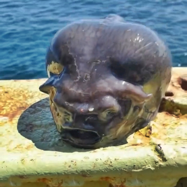 Deep sea fisherman Roman Fedortsov reveals bizarre and alien-like ocean creatures, from lumpfish to blobfish, offering a rare glimpse into the ocean’s strangest species.