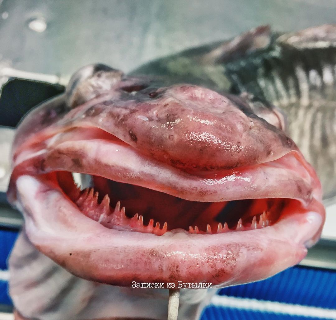 Deep sea fisherman Roman Fedortsov reveals bizarre and alien-like ocean creatures, from lumpfish to blobfish, offering a rare glimpse into the ocean’s strangest species.