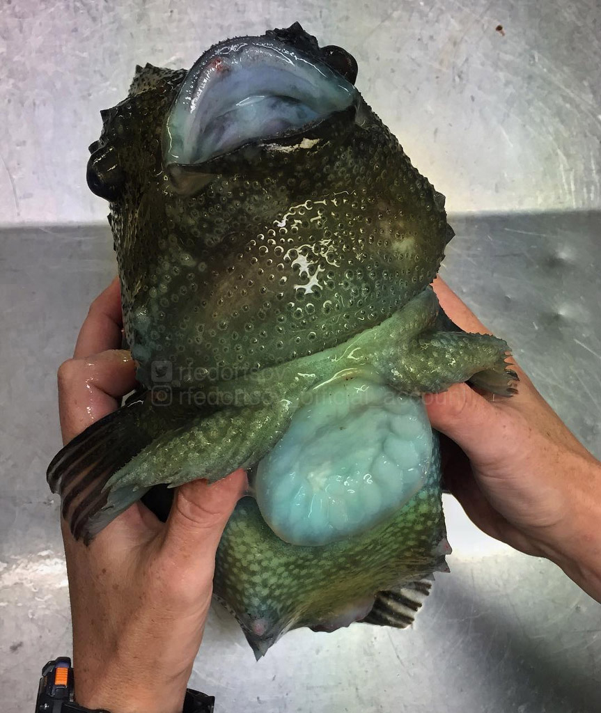 Deep sea fisherman Roman Fedortsov reveals bizarre and alien-like ocean creatures, from lumpfish to blobfish, offering a rare glimpse into the ocean’s strangest species.