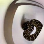 A Queensland resident was horrified to find a python in their toilet at night - snake catcher Tim Hudson rescued the reptile, warning Aussies to always check before sitting.