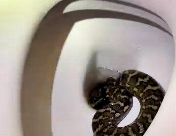 A Queensland resident was horrified to find a python in their toilet at night - snake catcher Tim Hudson rescued the reptile, warning Aussies to always check before sitting.
