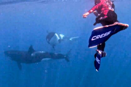 Wildlife videographer Euan Rannachan captured an “unreal” moment swimming with a pod of orcas in the Sea of Cortez, including a baby seen nursing beneath him.