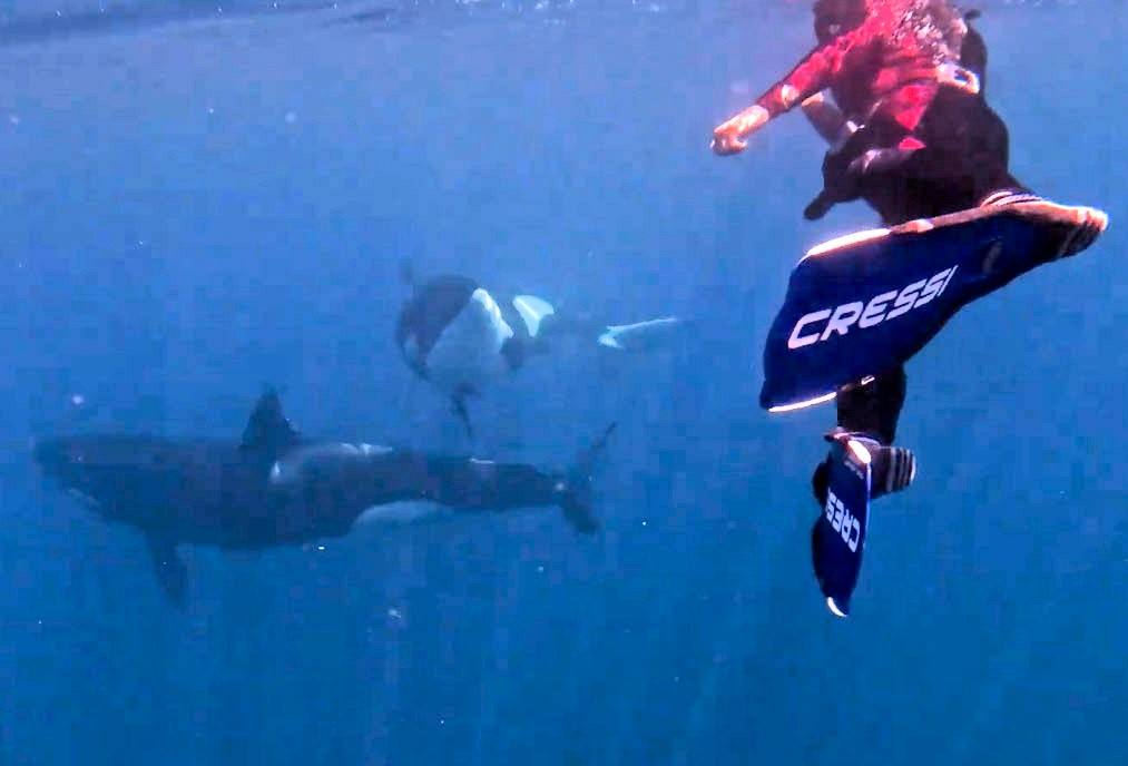 Wildlife videographer Euan Rannachan captured an “unreal” moment swimming with a pod of orcas in the Sea of Cortez, including a baby seen nursing beneath him.