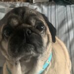 A cheeky pug stops misbehaving the moment his teen owner threatens to tell Dolly Parton, proving the country icon’s music has unexpected pet training power.