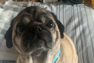 A cheeky pug stops misbehaving the moment his teen owner threatens to tell Dolly Parton, proving the country icon’s music has unexpected pet training power.