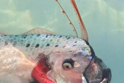 A rare injured oarfish spotted near La Paz sparks fear of disaster as locals link the deep-sea giant to earthquakes and myths of impending doom in Mexican folklore.