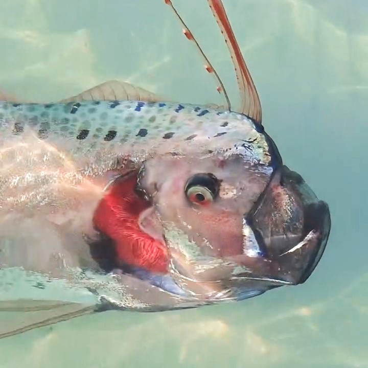 A rare injured oarfish spotted near La Paz sparks fear of disaster as locals link the deep-sea giant to earthquakes and myths of impending doom in Mexican folklore.