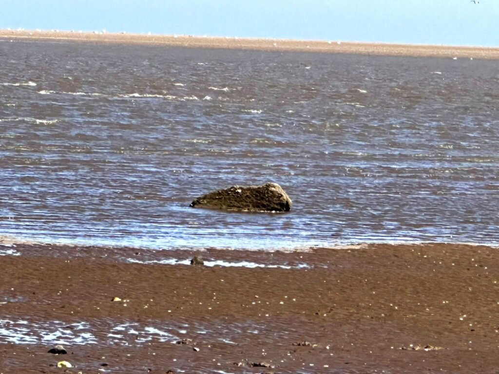 A seal rescue in Cleethorpes turned comical when volunteers found the distressed animal was actually a seal-shaped rock - now nicknamed Dwayne by amused rescuers.