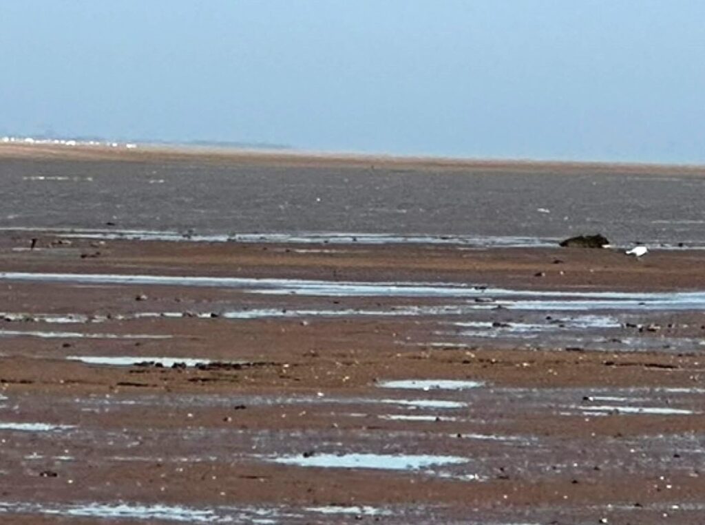 A seal rescue in Cleethorpes turned comical when volunteers found the distressed animal was actually a seal-shaped rock - now nicknamed Dwayne by amused rescuers.