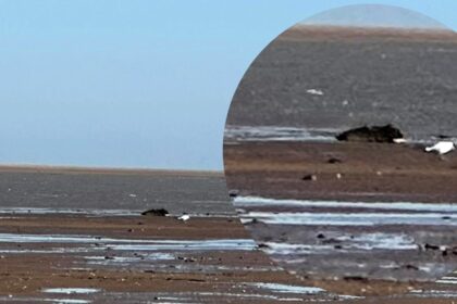 A seal rescue in Cleethorpes turned comical when volunteers found the distressed animal was actually a seal-shaped rock - now nicknamed Dwayne by amused rescuers.