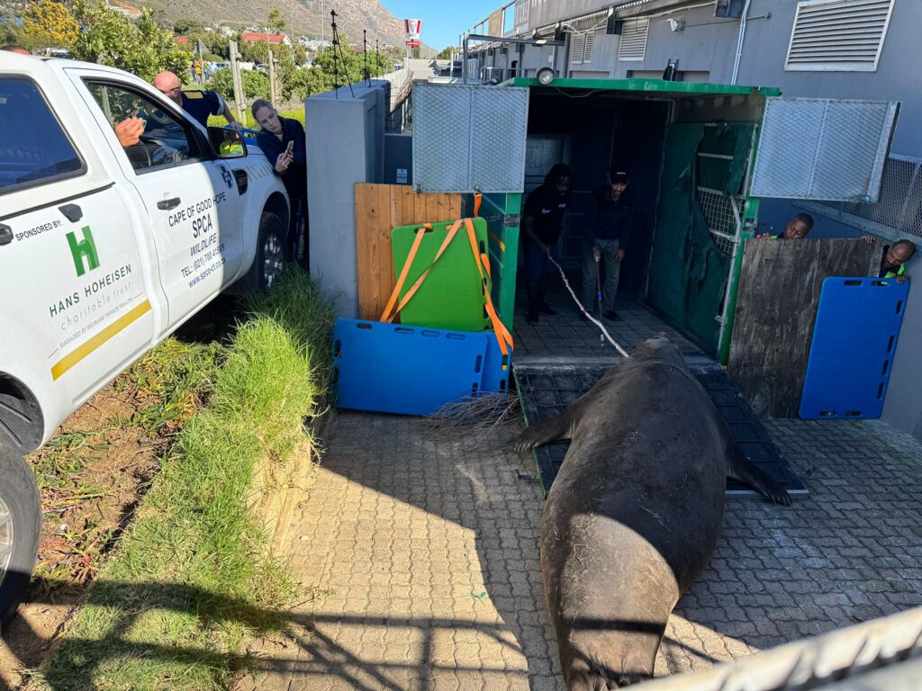 An elephant seal surprised locals in Gordon's Bay by waddling a kilometer inland into suburbia before resting by a car as rescuers planned its safe return to the ocean.