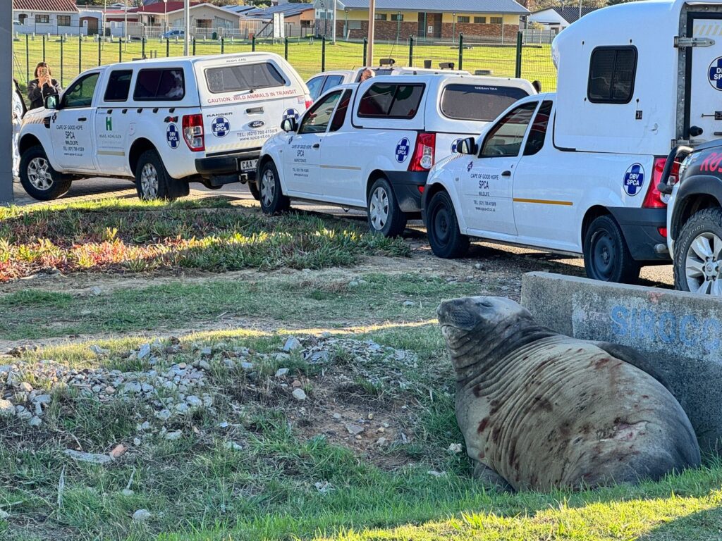 An elephant seal surprised locals in Gordon's Bay by waddling a kilometer inland into suburbia before resting by a car as rescuers planned its safe return to the ocean.