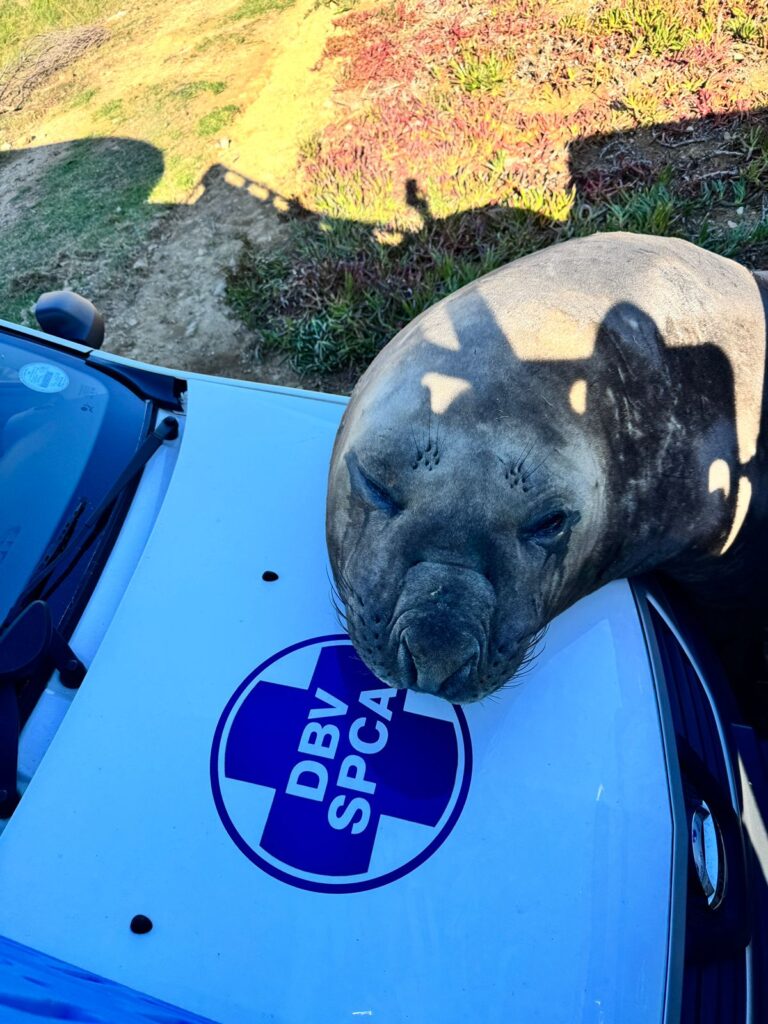 An elephant seal surprised locals in Gordon's Bay by waddling a kilometer inland into suburbia before resting by a car as rescuers planned its safe return to the ocean.