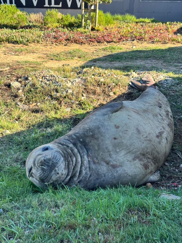 An elephant seal surprised locals in Gordon's Bay by waddling a kilometer inland into suburbia before resting by a car as rescuers planned its safe return to the ocean.